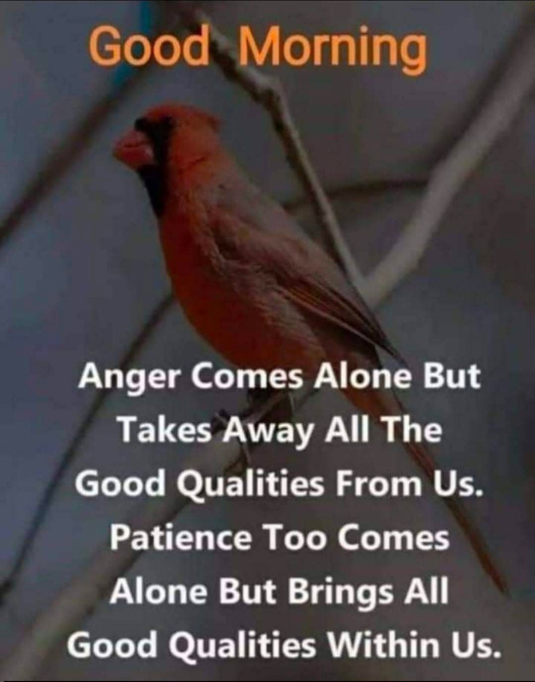 A red cardinal on a branch with the quote ‘Anger comes alone but takes away all the good qualities from us. Patience too comes alone but brings all good qualities within us. Good Morning’.